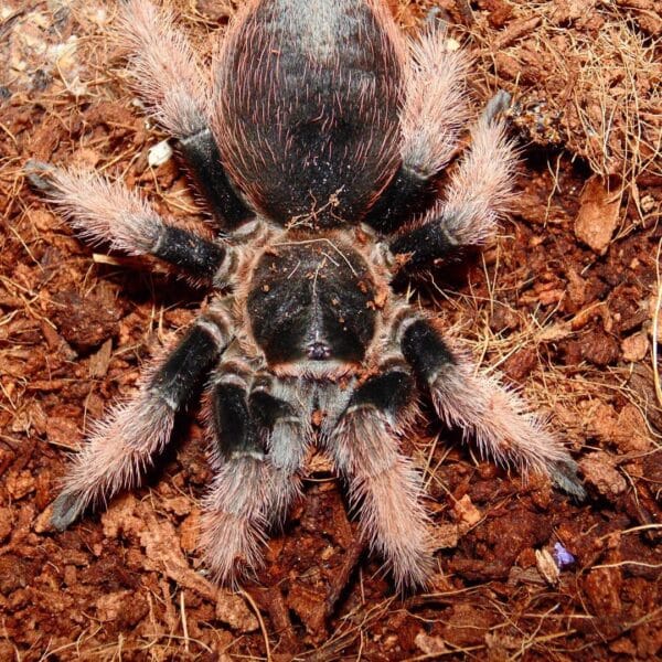 Brachypelma klaasi NS - zobacz rozmiary