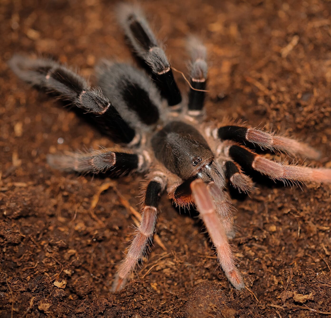 Lyrognathus giannisposatoi NS 1,5/2 DC