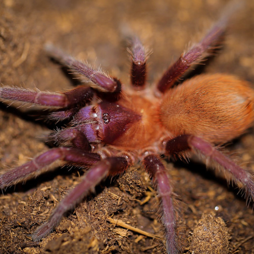 cyaneus