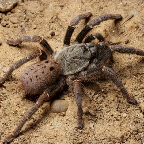 Pterinochilus lugardi