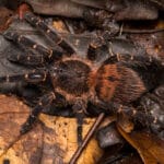 Neischnocolus sp. Panama
