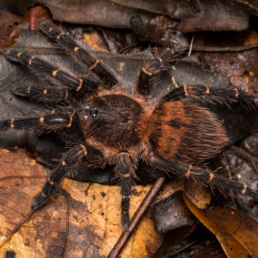 Neischnocolus sp. Panama