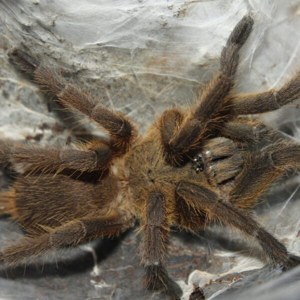 Chilobrachys sp. Kaeng krachan NS 2 DC