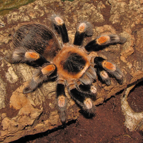 Brachypelma hamorii