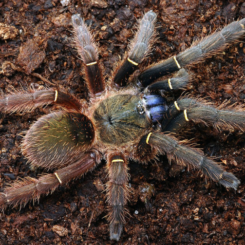 cyanognathus