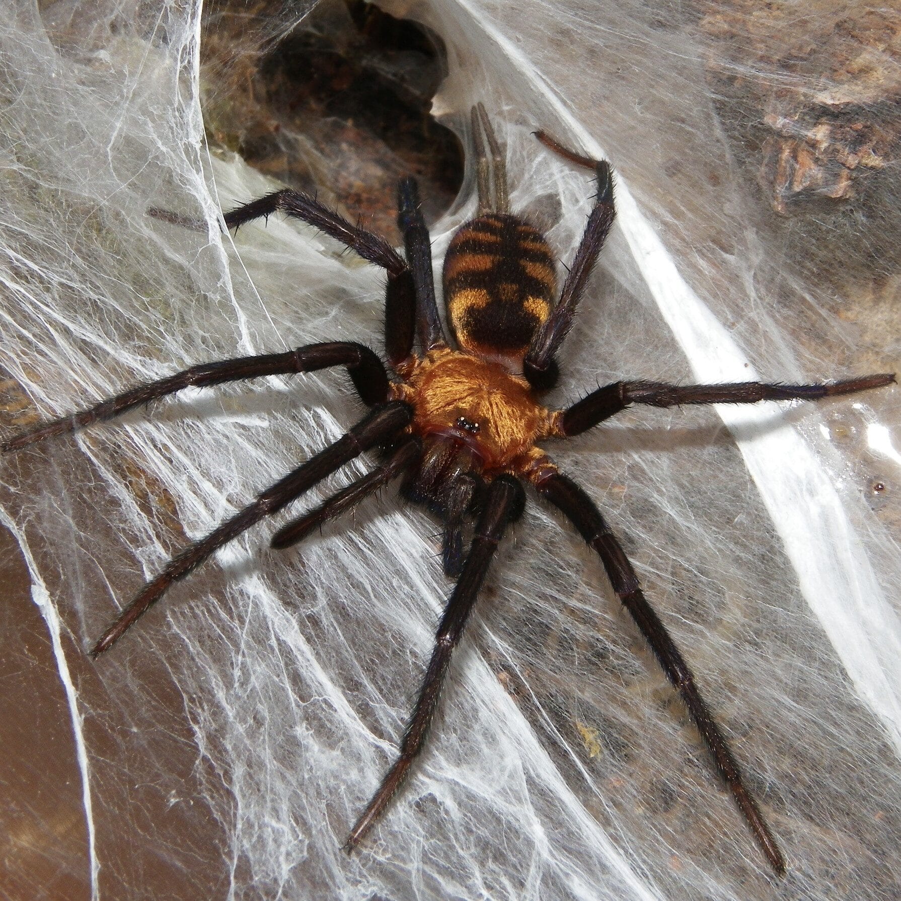 Linothele fallax Para adult