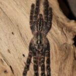 Poecilotheria ornata