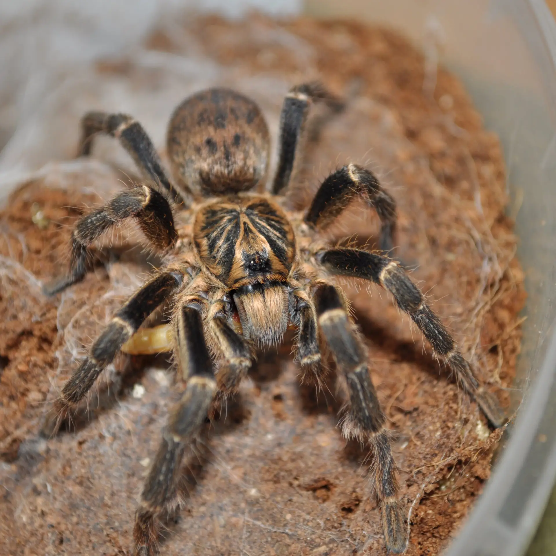 Pterinochilus chordatus NS 2/2,5 DC