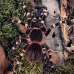 Acanthoscurria geniculata-2