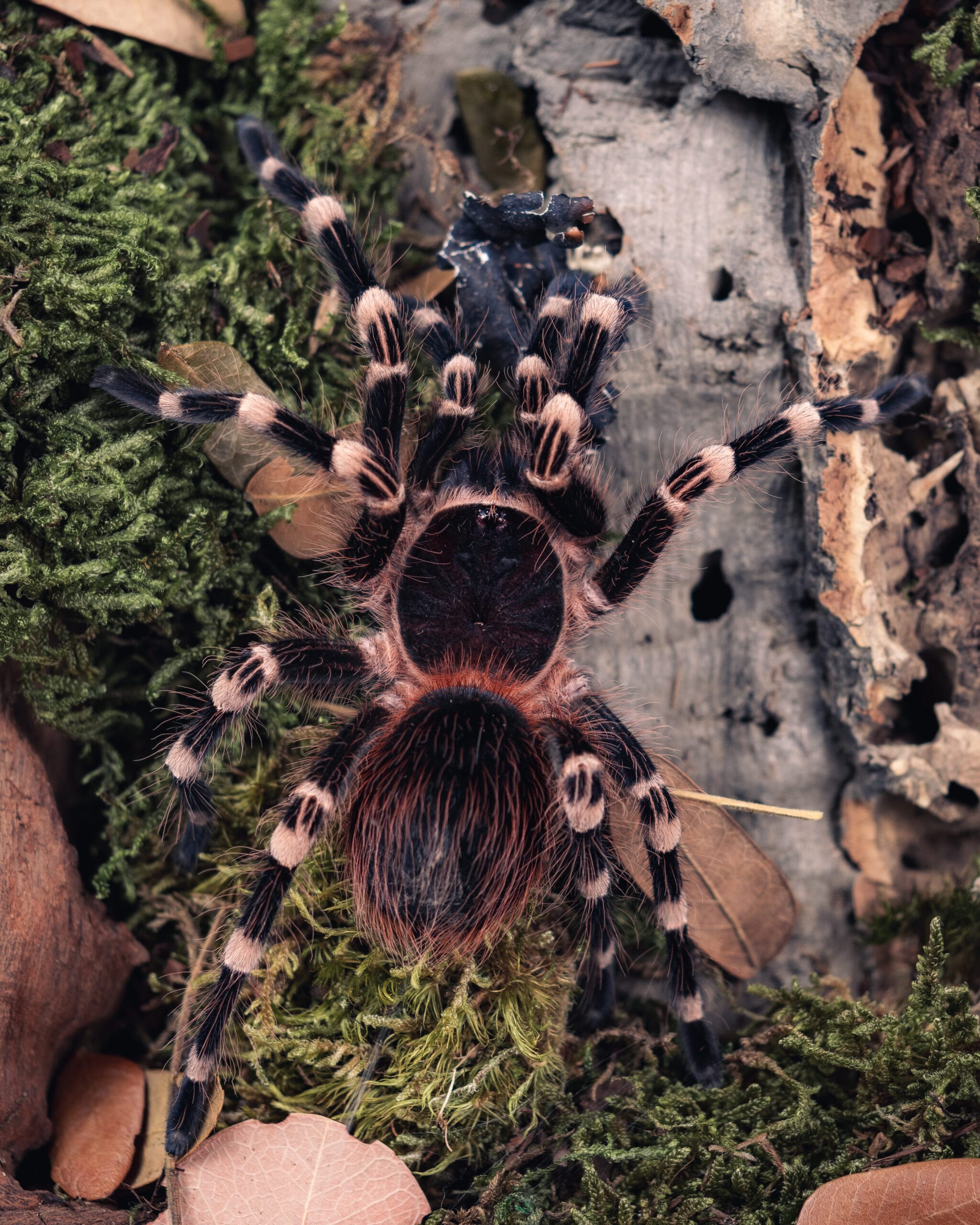 Acanthoscurria geniculata - zobacz rozmiary