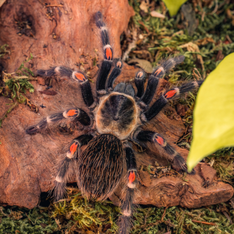 Brachypelma auratum