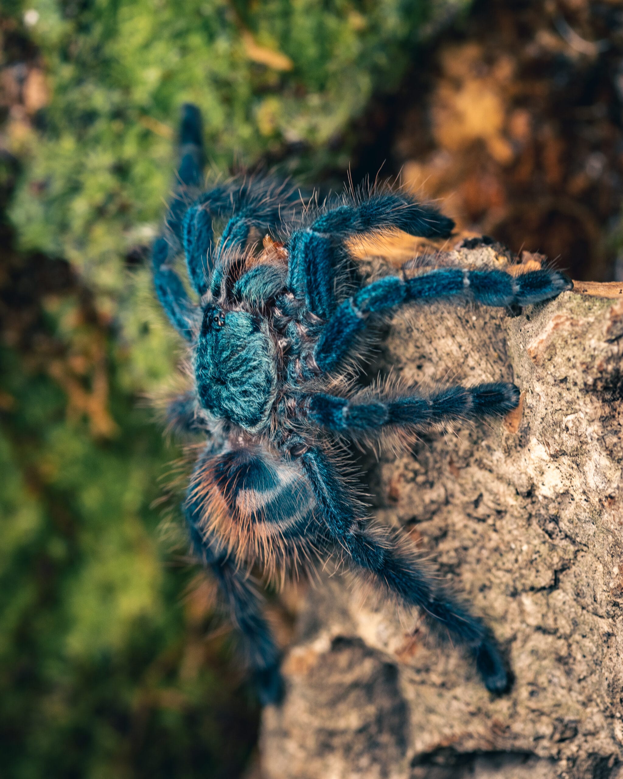 Caribena versicolor - zobacz rozmiary
