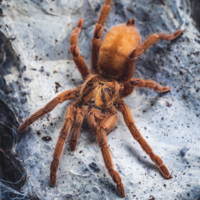 Neoholothele incei gold