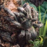 Psalmopoeus cambridgei