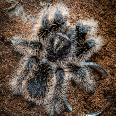 Tliltocatl albopilosus Nicaragua