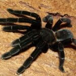 Phormingochilus arboricola