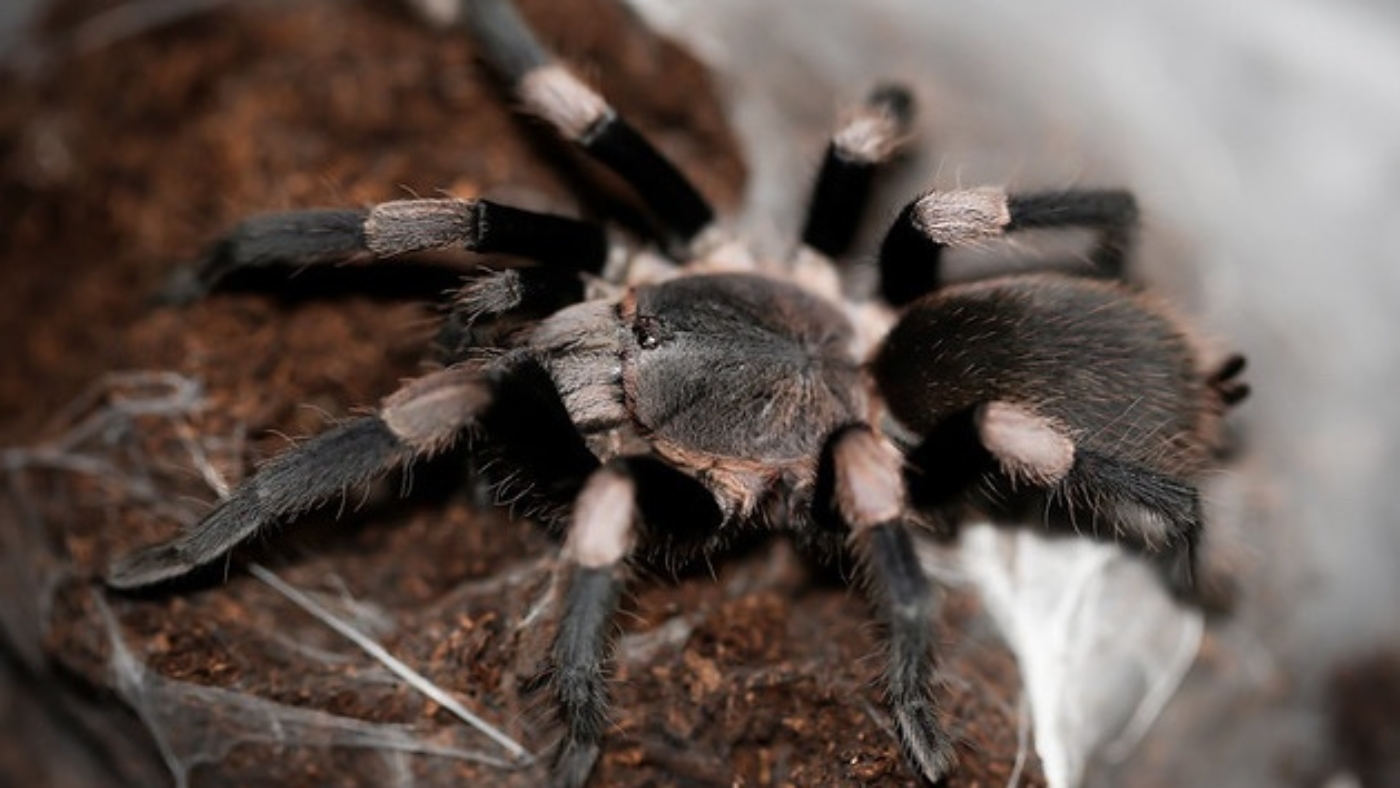 Haplocosmia himalayana