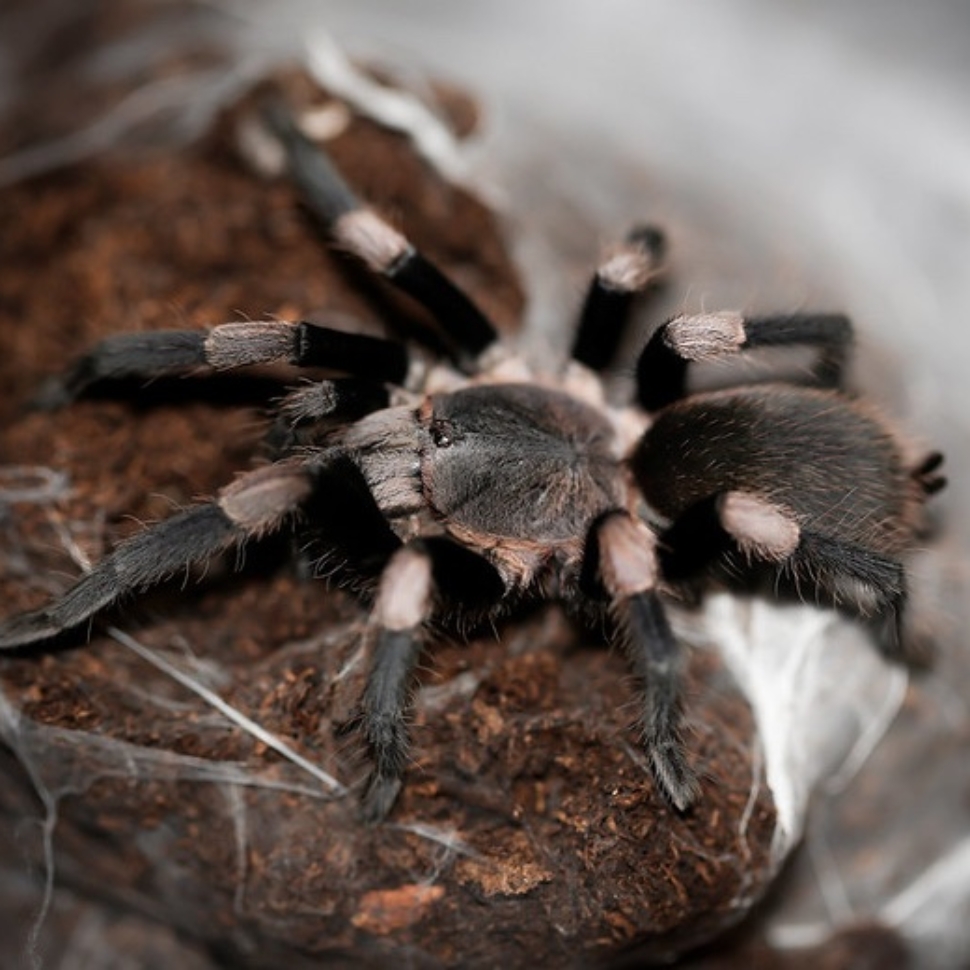 Haplocosmia himalayana