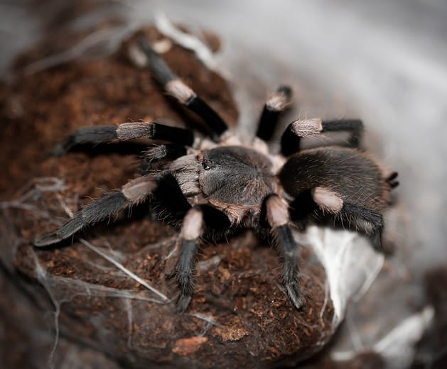 Haplocosmia himalayana