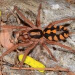 Hapalopus formosus
