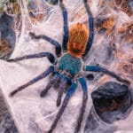 Chromatopelma cyaneopubescens