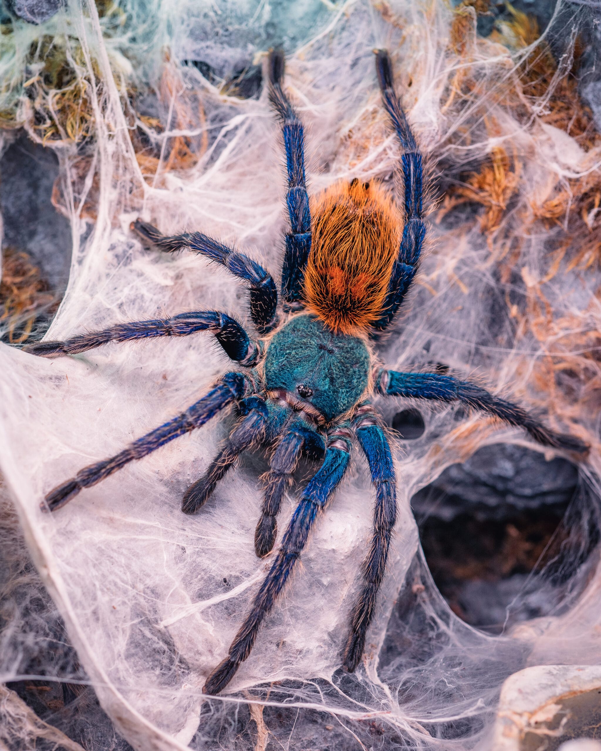 Chromatopelma cyaneopubescens 2,5 DC